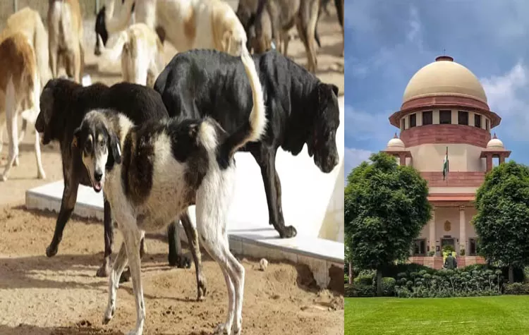 Supreme Court Orders Relocation Of All Stray Dogs In Delhi And NCR