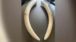 Crackdown On Elephant Tusk Trade: DRI's Successful Operation Near Bengaluru