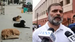 Rahul Gandhi Responds To Supreme Court Order On Stray Dogs