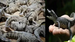 Siamese Crocodiles Auctioned In China For ₹4.7 Crore: All You Need To Know