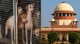 Supreme Court On Stray Dogs: CJI To Review Verdict On Stray Dog Removal