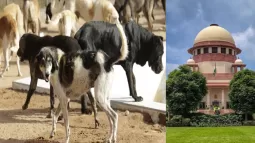Supreme Court Orders Relocation Of All Stray Dogs In Delhi And NCR