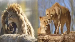 Ukrainian Lions Rescued From War Arrive At British Sanctuary