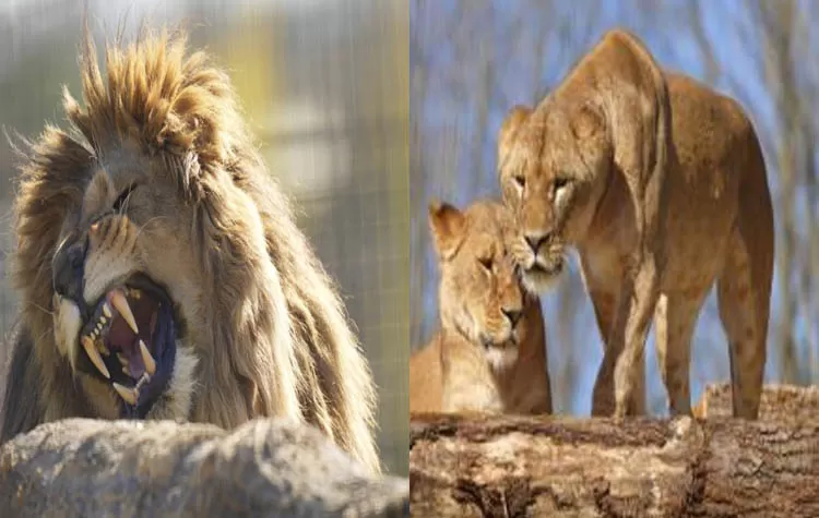 Ukrainian Lions Rescued From War Arrive At British Sanctuary